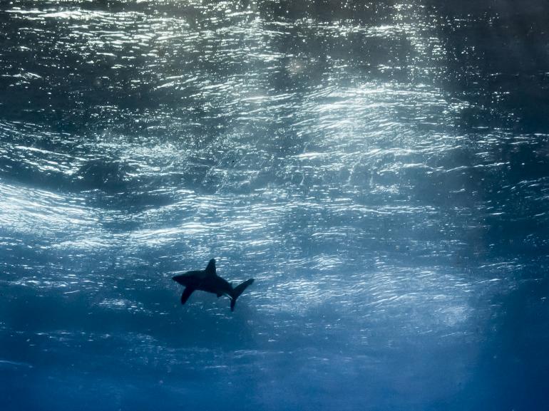 Nikon D810 mit Nikon 14-24 24mm-Objektiv, bei ISO 400, f/14, 1/200 Sek. mit Sea &amp; Sea YSD1-Blitz und Nauticam-Unterwassergehäuse