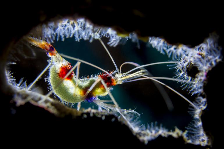 Nikon D7200 mit AF-S Micro Nikkor 60mm f/2.8G ED-Objektiv, bei ISO 200, f/7,1, 1/100 Sek. mit Archon W40VR-Blitz und Nauticam Sea&amp;Sea MDX 7200-Unterwassergehäuse