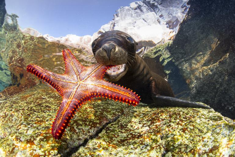 Canon 5D Mk. III mit Canon 15 mm. f2.8.-Fisheye-Objektiv, bei ISO 250, f/8, 1/200 Sek. mit zwei Ikelite DS 160-Blitzen und Seacam Mk. III-Unterwassergehäuse