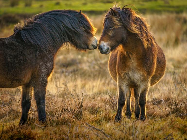 #alphaddicted reist zu den wilden Exmoor-Ponys im Süden Englands