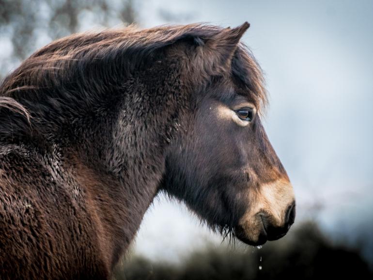 #alphaddicted reist zu den wilden Exmoor-Ponys im Süden Englands