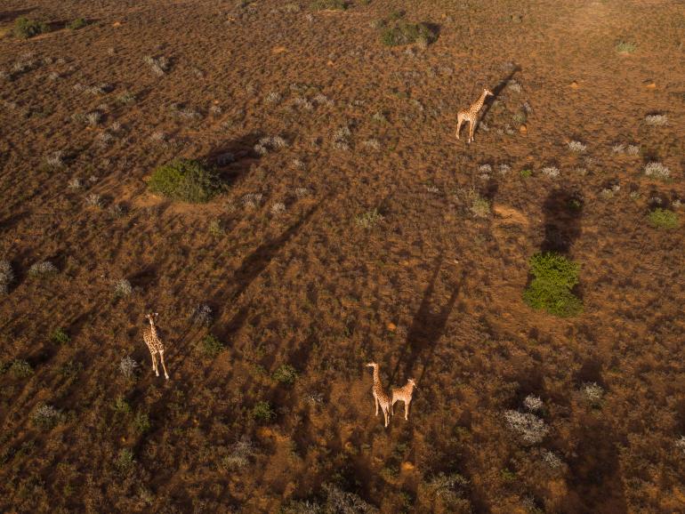 Drohnenfotos aus Afrika
