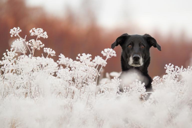 Platz 9: Eisblumen mit Hund