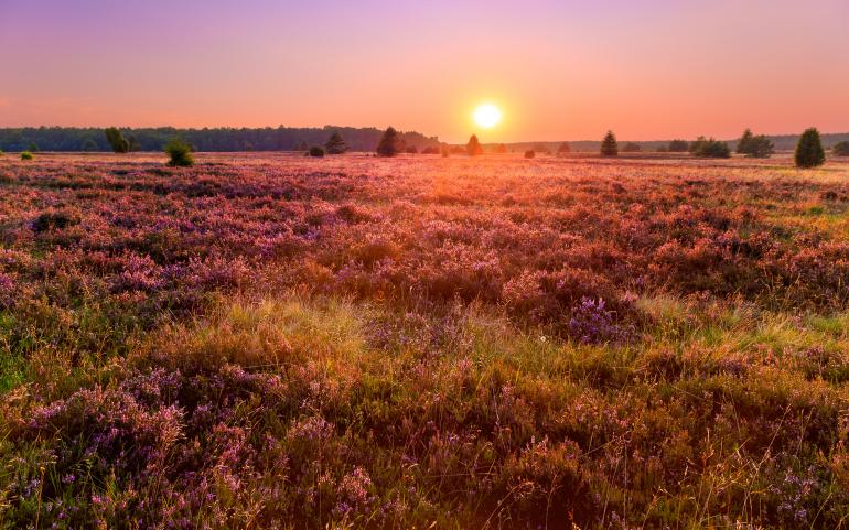 Lüneburger Heide