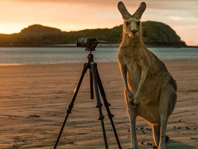 Top Wildlife-Fotografen gesucht!