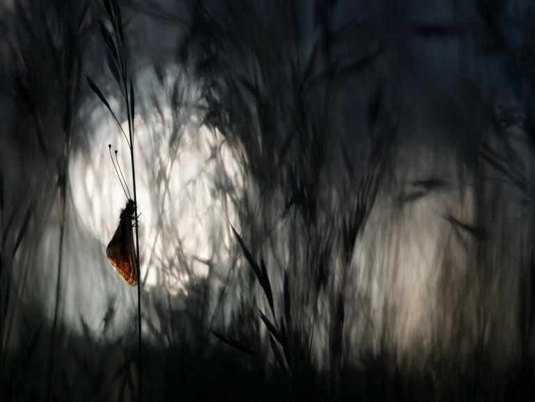 Diese Naturfotos werden auch Sie begeistern