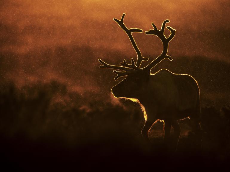 Diese Naturfotos werden auch Sie begeistern