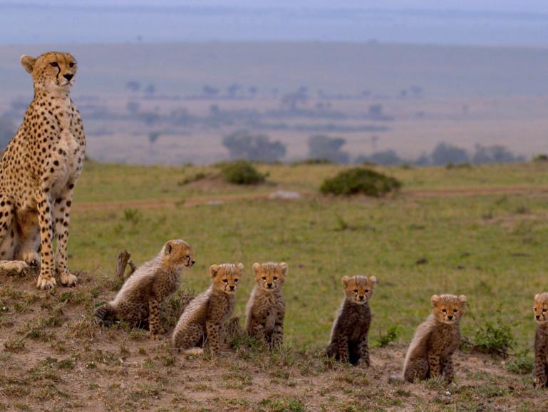 Film-Tipp für Wildlifefans: Maleika