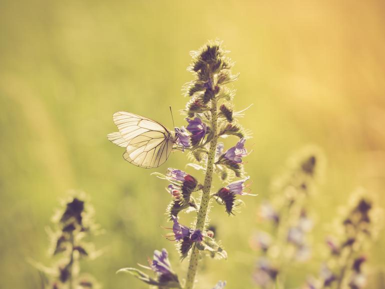 Fototipp des Tages: der richtige Moment für Naturaufnahmen