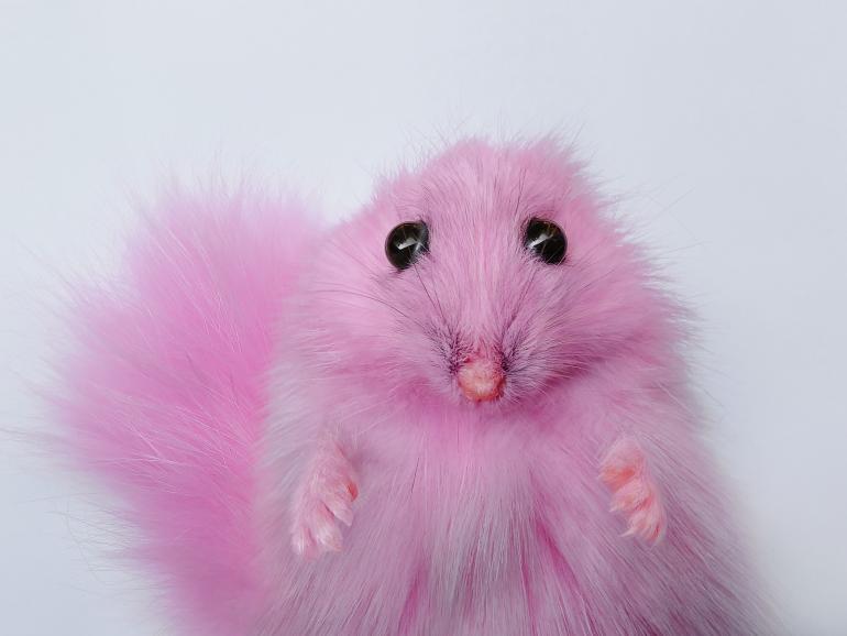 Der rosa Hamster 