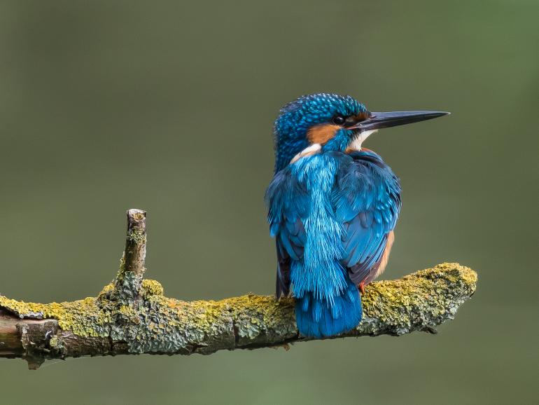 Platz 9: Blauer Schönling 