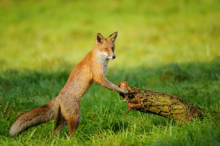 Telezoomobjektive lassen Fotografen schnell auf verschiedene Aufnahmesituationen reagieren. Weit entfernte Motive, wie dieser Fuchs, können formatfüllend abgebildet werden. Nikon D750 | 300mm | 1/250 s | F/7,1 | ISO 200