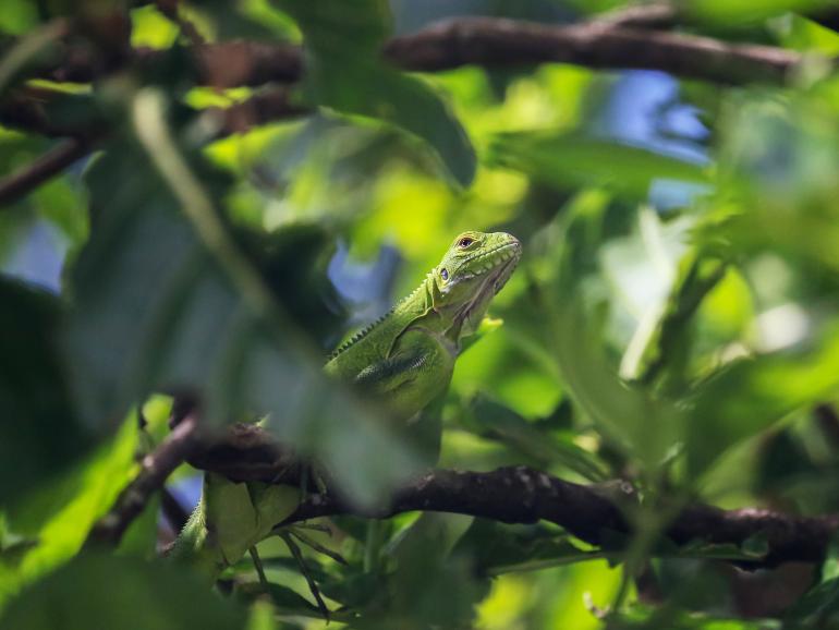 Erlebnisreise Dominica: Ein Paradies für Fotografen