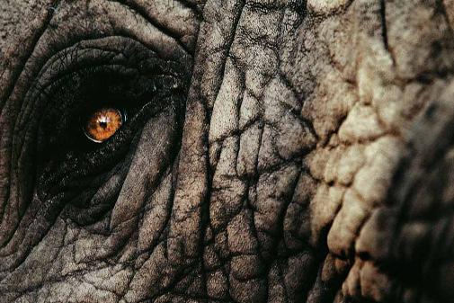 Close up vom Auge eines Elefantenbullen im
Okavango Delta, 2006