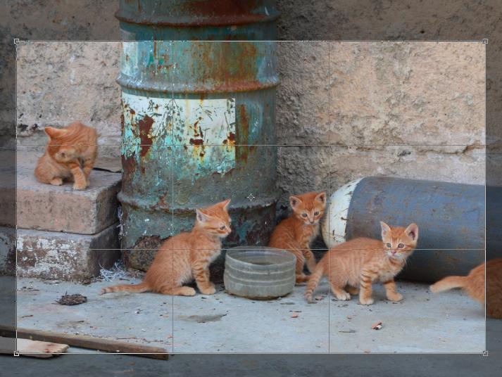 Foto-Basics: Bild beschneiden