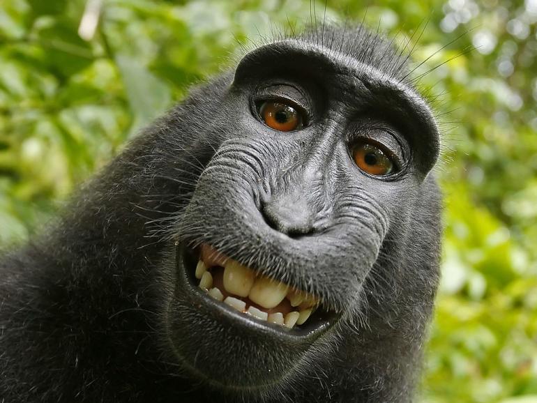 Selfiestreit: Prozess um Affenfoto beendet