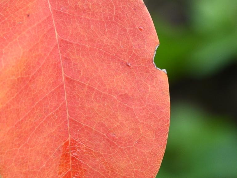 So fotografieren Sie ein schönes Herbstblatt mit einem Teleobjektiv