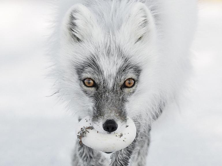 Wildlife Photographer of the Year 2017: 13 der Finalisten 