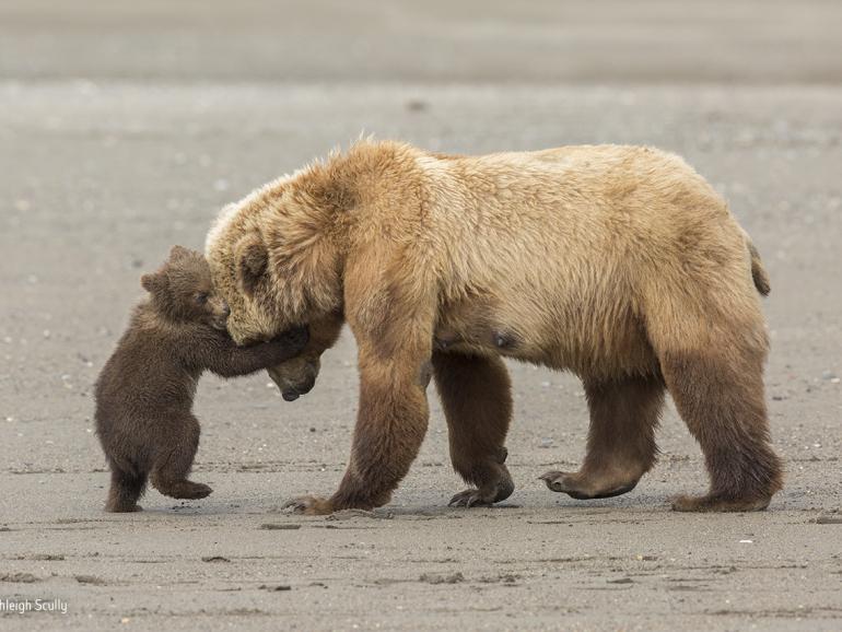 Wildlife Photographer of the Year 2017: 13 der Finalisten 