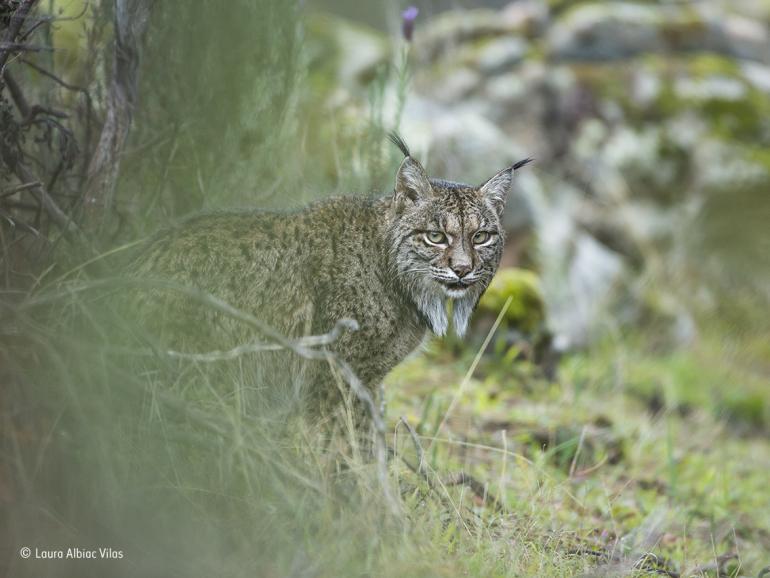 Wildlife Photographer of the Year 2017: 13 der Finalisten 