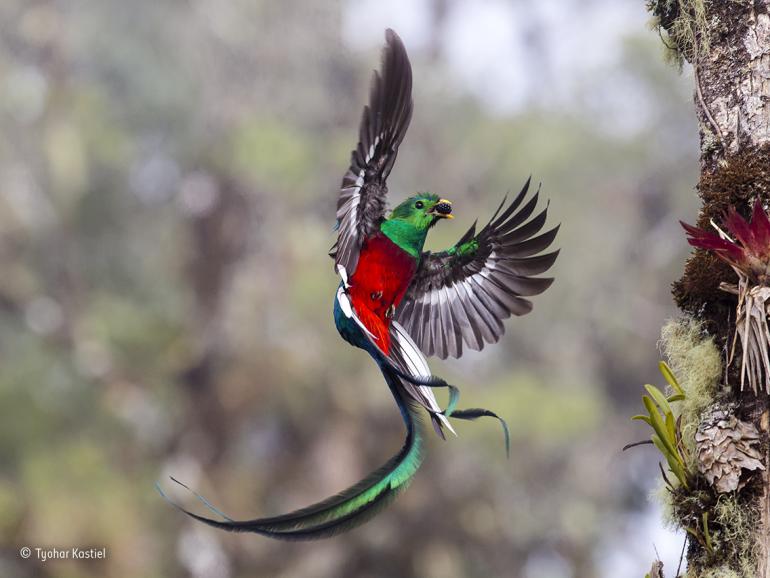 Wildlife Photographer of the Year 2017: 13 der Finalisten 