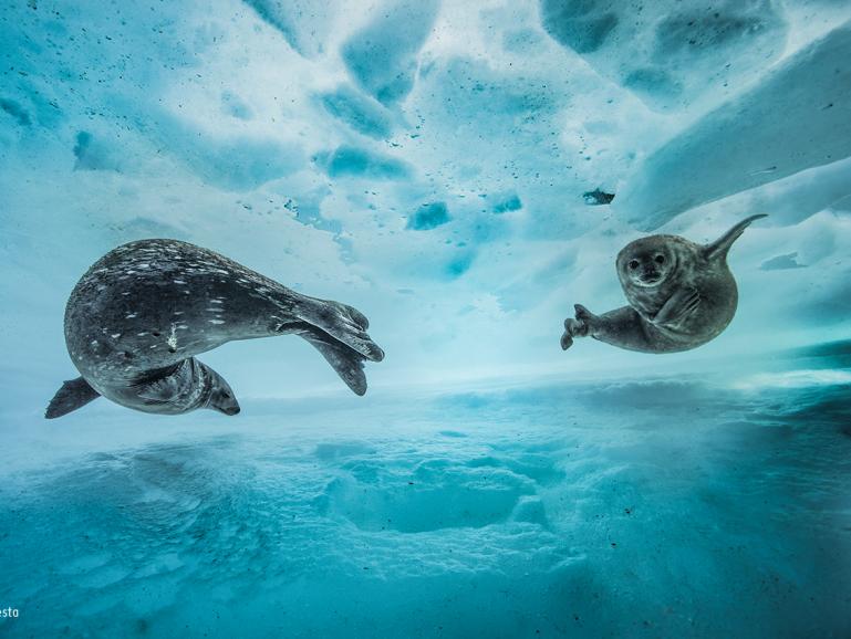 Wildlife Photographer of the Year 2017: 13 der Finalisten 