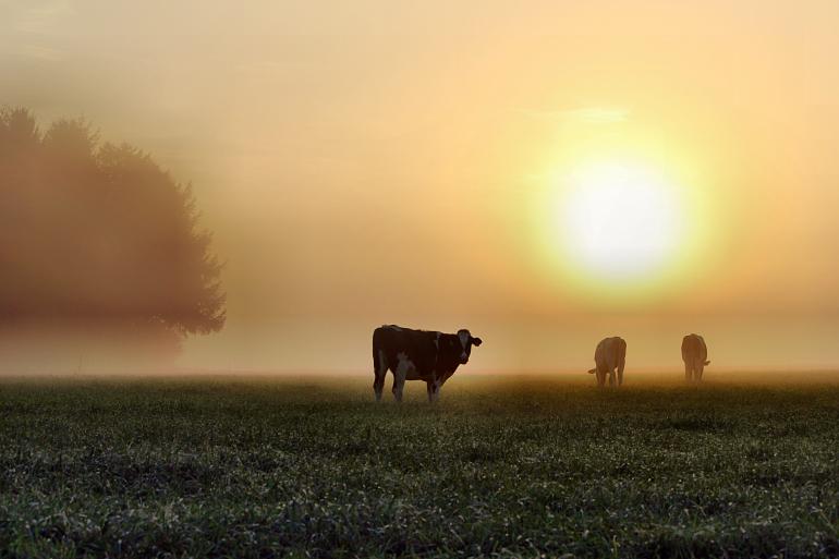 Technische Daten: Canon | Brennweite: 55 mm | ISO 100 | 1/250 sec | F/7.1