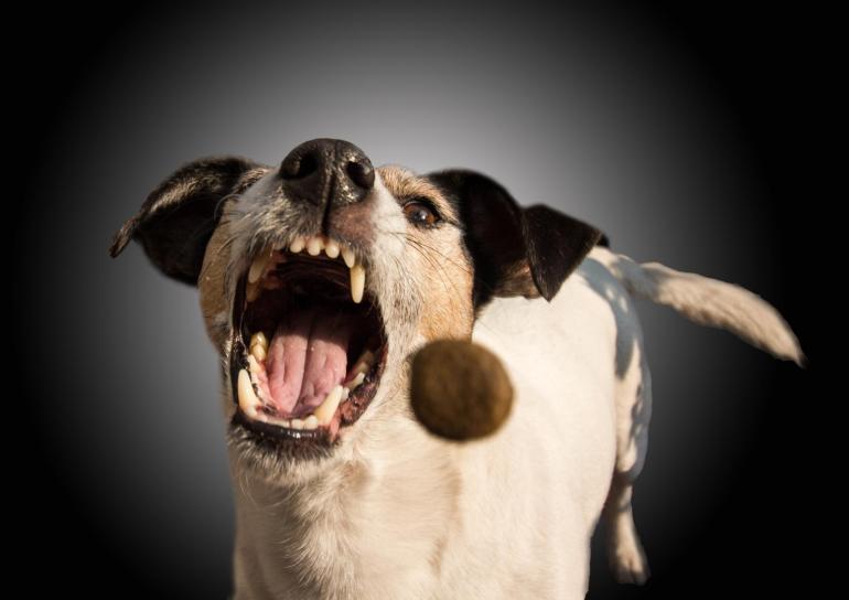 Welthundetag: Die schönsten Hundebilder aus der Lesergalerie