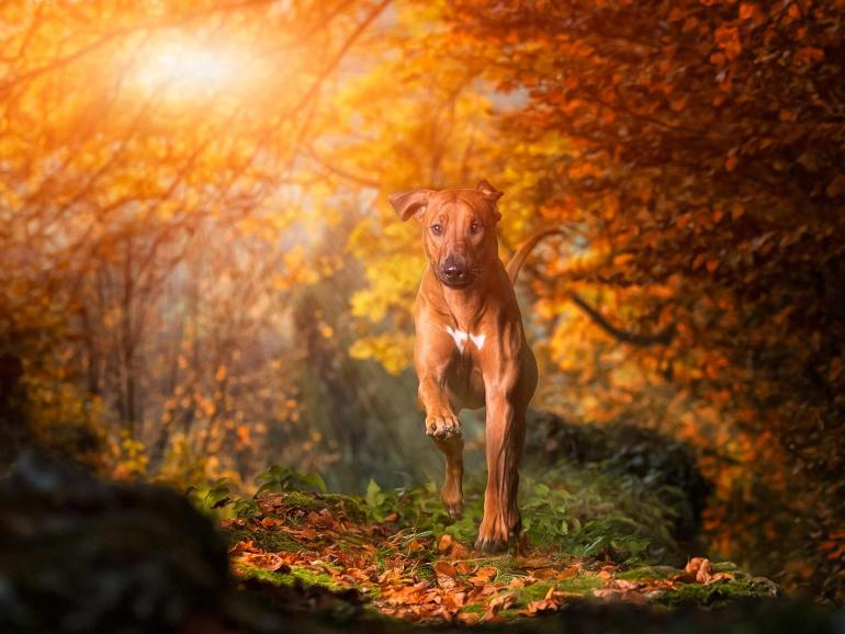 Welthundetag: Die schönsten Hundebilder aus der Lesergalerie