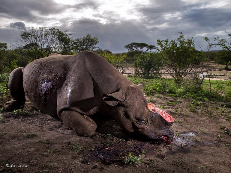  Der Gewinner steht fest: Wildlife Photographer of the Year 2017