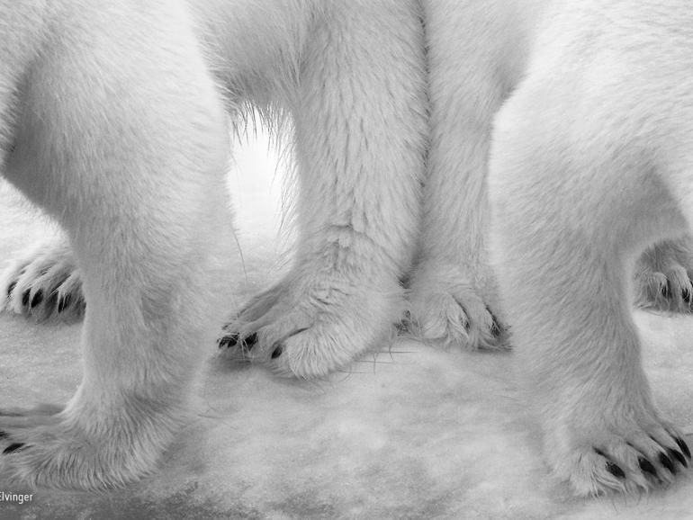 Die beeindruckendsten Wildlifefotos des Jahres