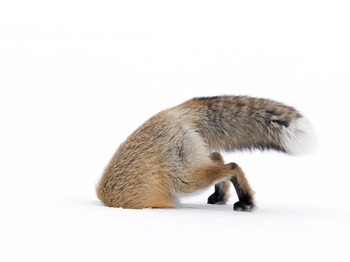 Die beeindruckendsten Wildlifefotos des Jahres