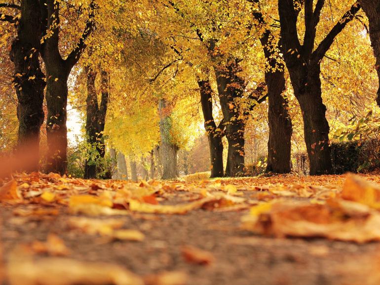 22 Tipps für tolle Fotos im Herbst