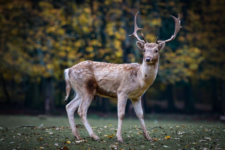 22 Tipps für tolle Fotos im Herbst