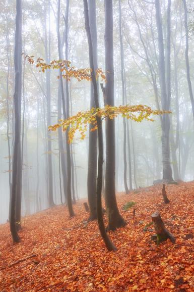 22 Tipps für tolle Fotos im Herbst