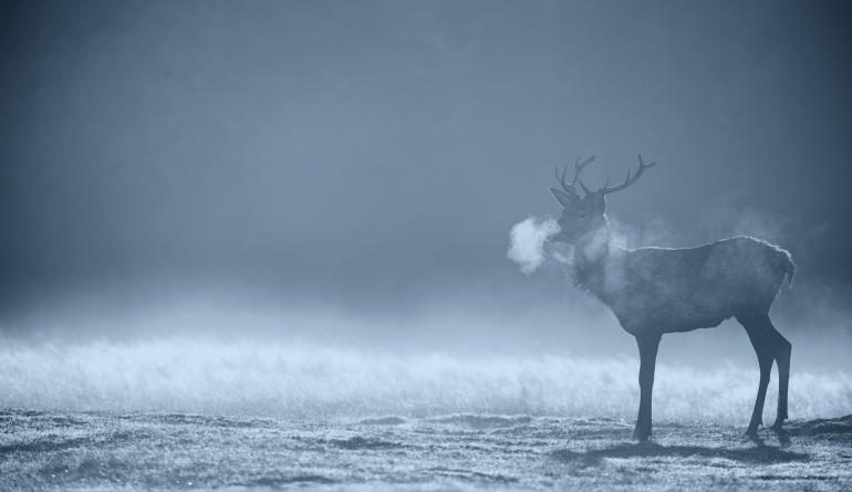 Canon EOS-1D X | 420mm | 1/1328 s | F/4,5 | ISO 160