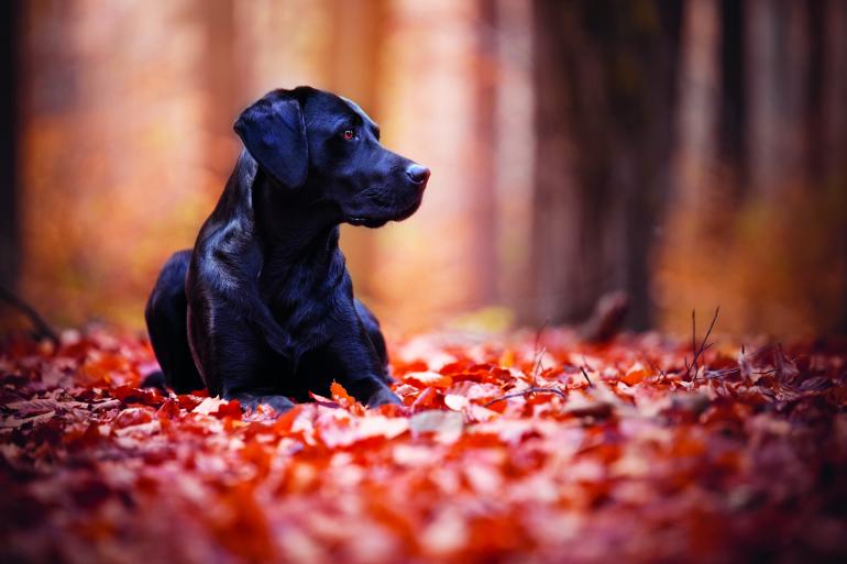 Platz 6: Goldener Herbst