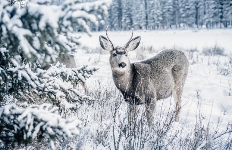 Diesen Maultierhirsch (Mule Deer) traf Frumolt auf einem Morgenspaziergang in der Stadt Banff am Bow River. Bei Minus 25 Grad pirschte sich der Fotograf langsam an das Tier heran.Nikon D4 | 50mm | 1/250 s | F/2,8 | ISO 110 