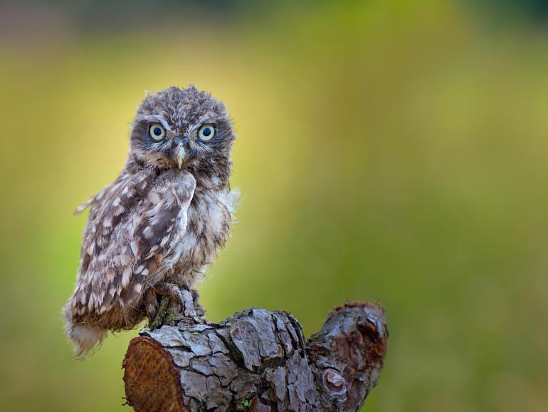 Steinkauz | Nikon D750 | 300mm | 1/1250 s | F/5,6 | ISO 640