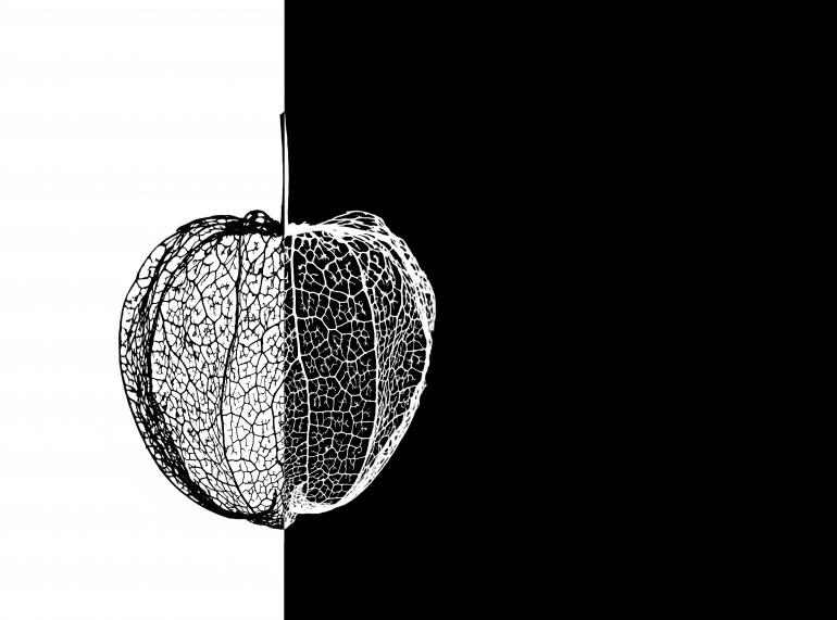 Platz 1 der Community Ausstellung Licht &amp; Schatten: Matthias Clausen - „Physalis“