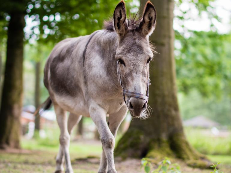 Praxistest im Tierpark: Das Samyang AF 50mm f/1,4 FE stellte beim Praxistest im Tierpark auf den Punkt scharf – auch bei sich bewegenden Tieren.