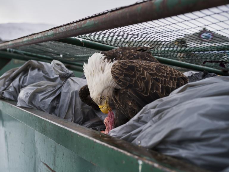 &quot;Dumpster Diver&quot;