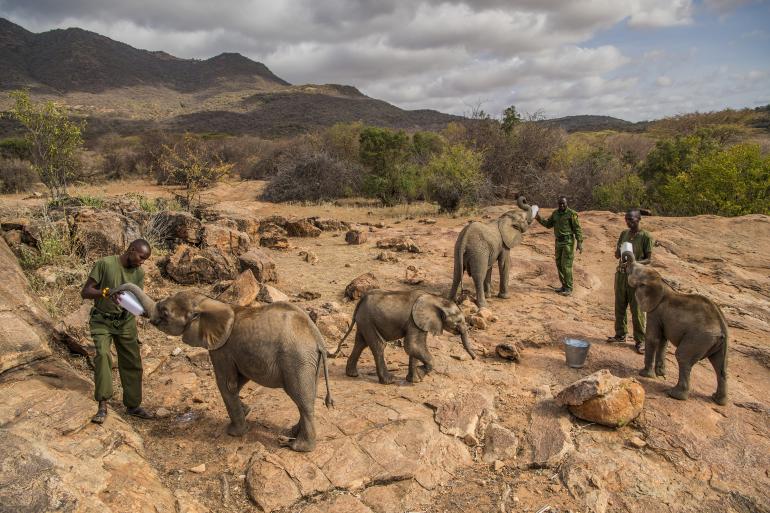 &quot;Warriors Who Once Feared Elephants Now Protect Them&quot;