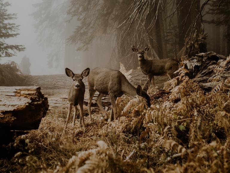 Gewinnerin Kategorie &quot;Tiere&quot;