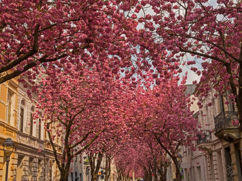 Kirschblüte in Bonn