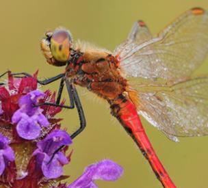 DigitalPHOTO-Akademie: Auf der Pirsch nach Libellen