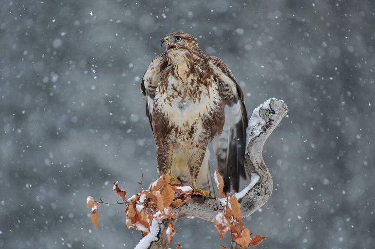 Platz 4: Im Schneegestöber