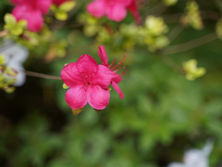 Schönes Bokeh: Auch Nahaufnahmen sind mit dem Tamron kein Problem. Die Hintergrundunschärfe ist angenehm weich. (Sony Alpha 7R III | 75mm | 1/160 s | F/2,8 | ISO 100)