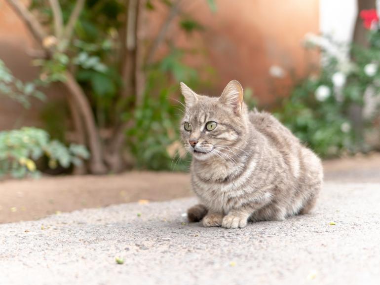 Straßenkatzen gehören zum Straßenbild der marokkanischen Stadt im Landesinneren. Bei diesem Bild war die Kamera in Bodennähe.