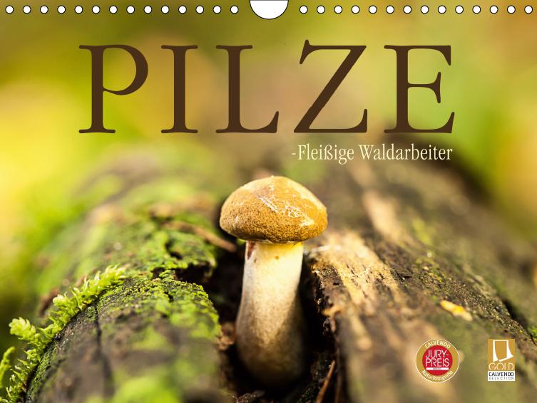 Naturfotografie: Pilze - fleißige Waldarbeiter von Markus Wuchenauer
